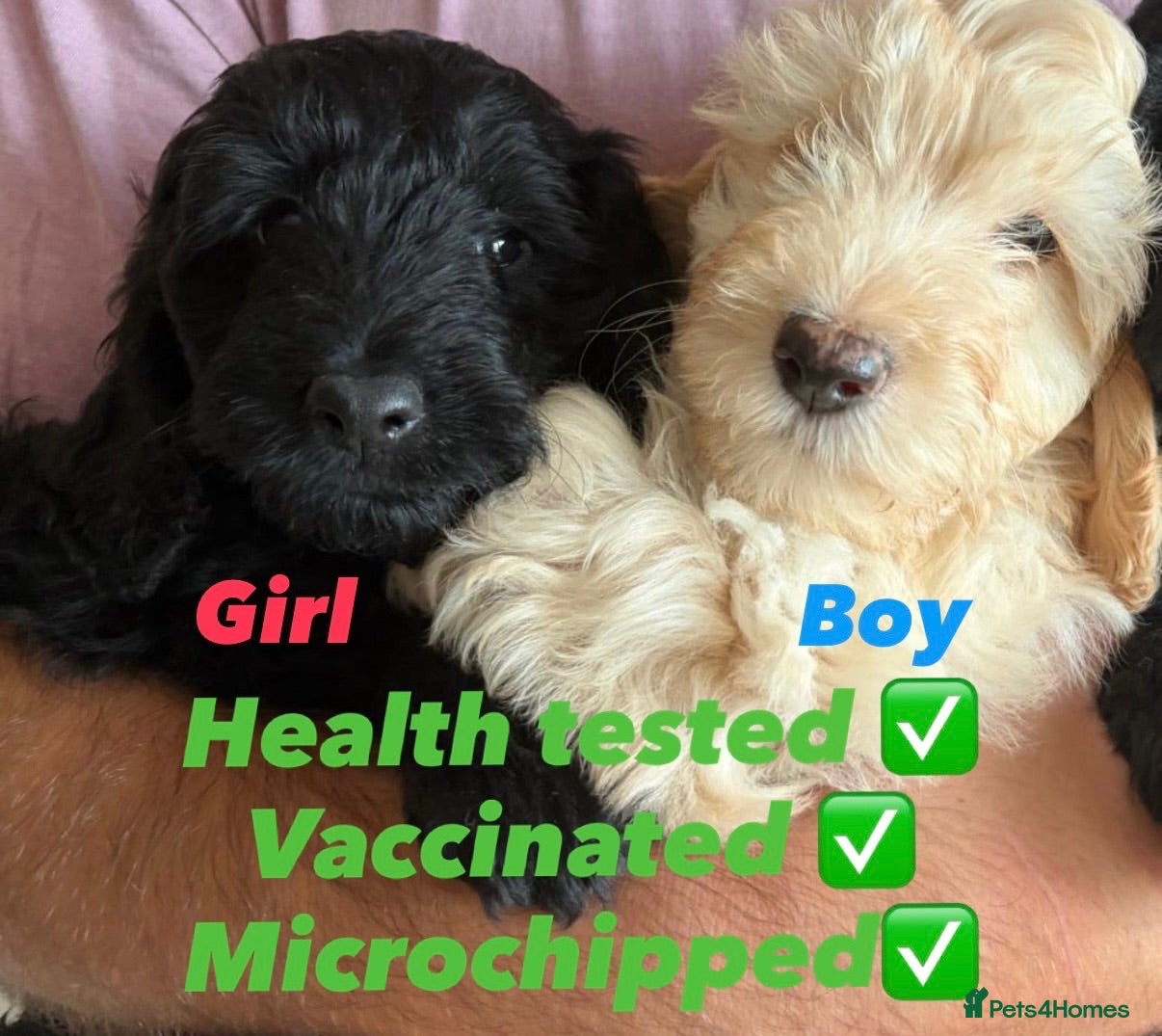 Cockapoo dogs Cockapoo puppies F1b - Advert 8