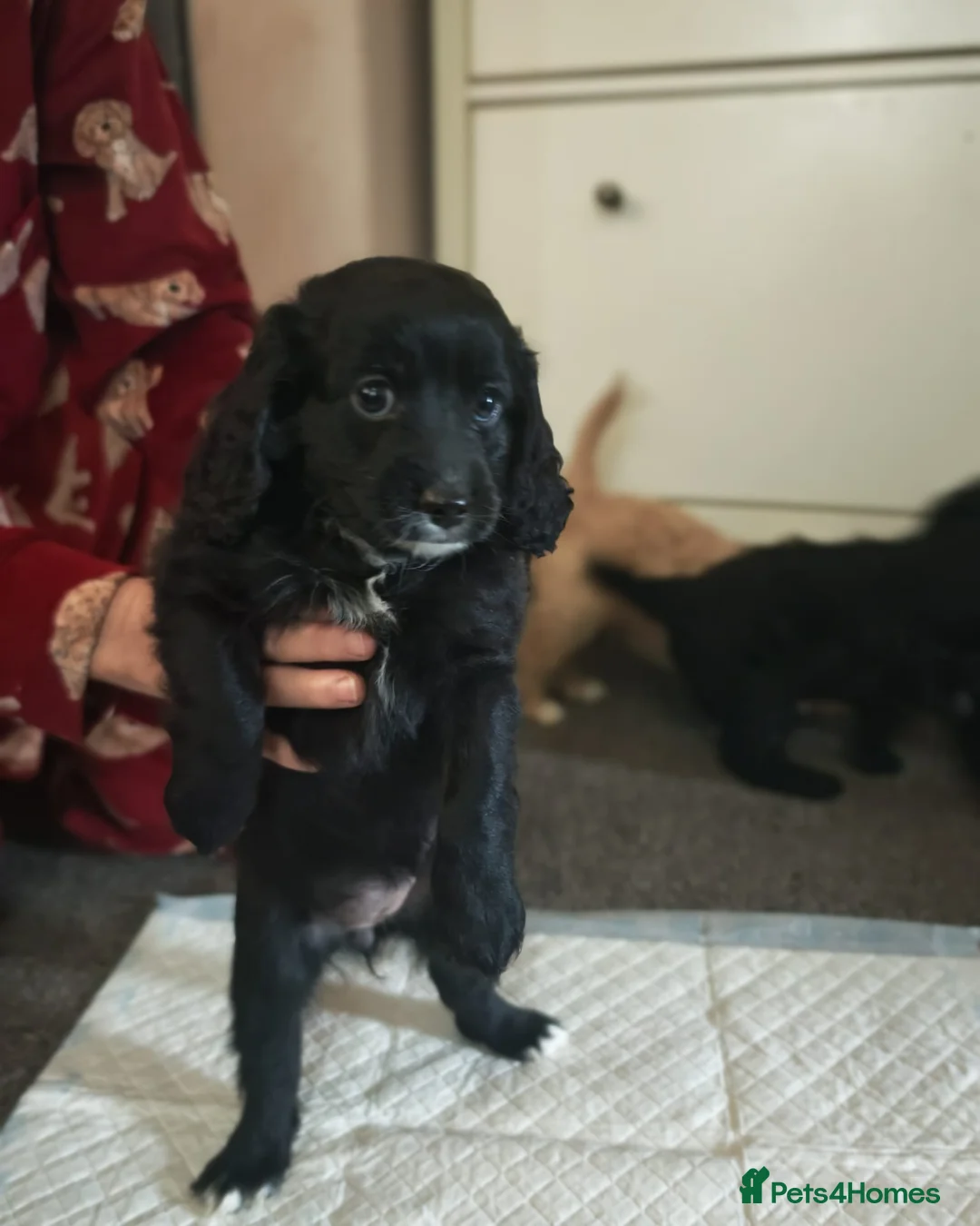 Cockapoo dogs for sale: Cockerpoo  puppys  - Advert 9