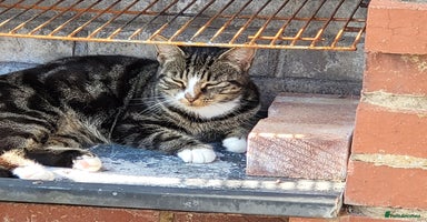 Mixed Breed cats - Advert 15