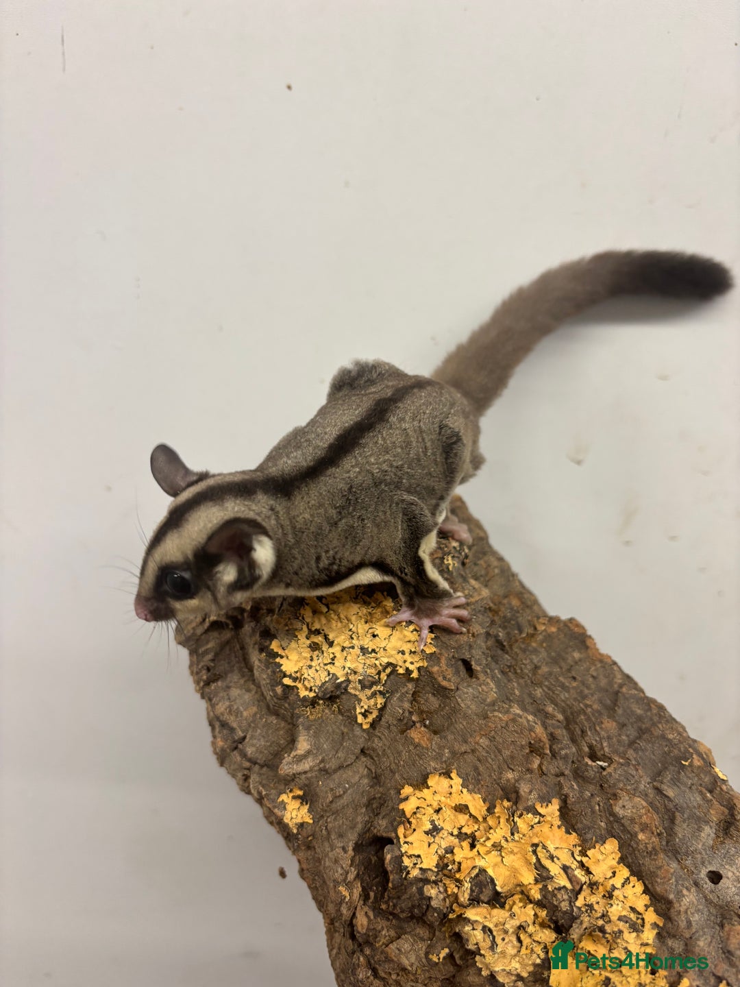 Sugar Glider rodents for sale: Baby sugar gliders - Advert 5