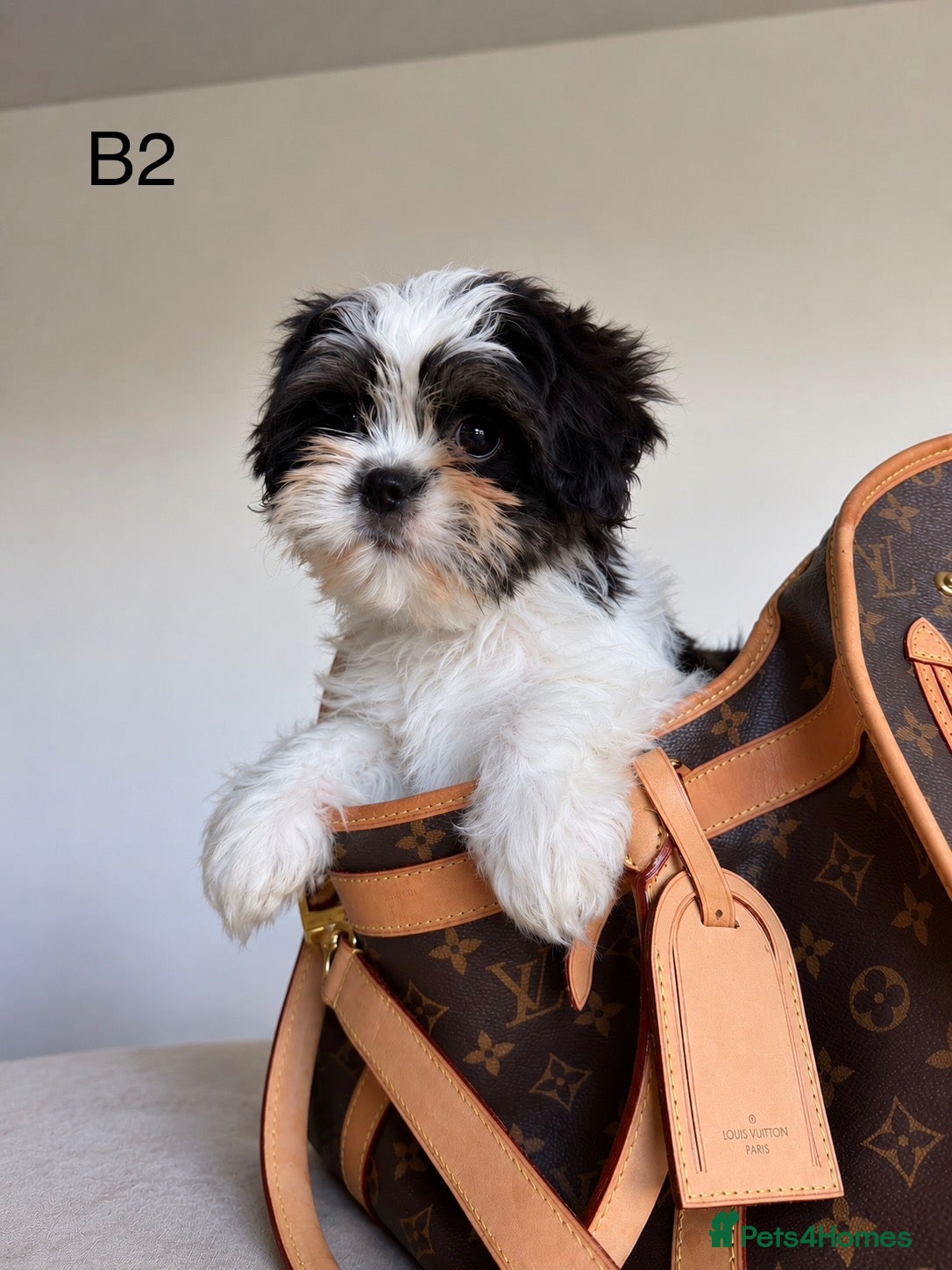 Cava Tzu dogs Gorgeous Cavatzus – Cavalier × Shih Tzu Puppies - Advert 2