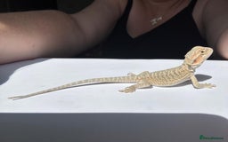 Bearded Dragon reptiles for sale: Baby beardies - Image 25
