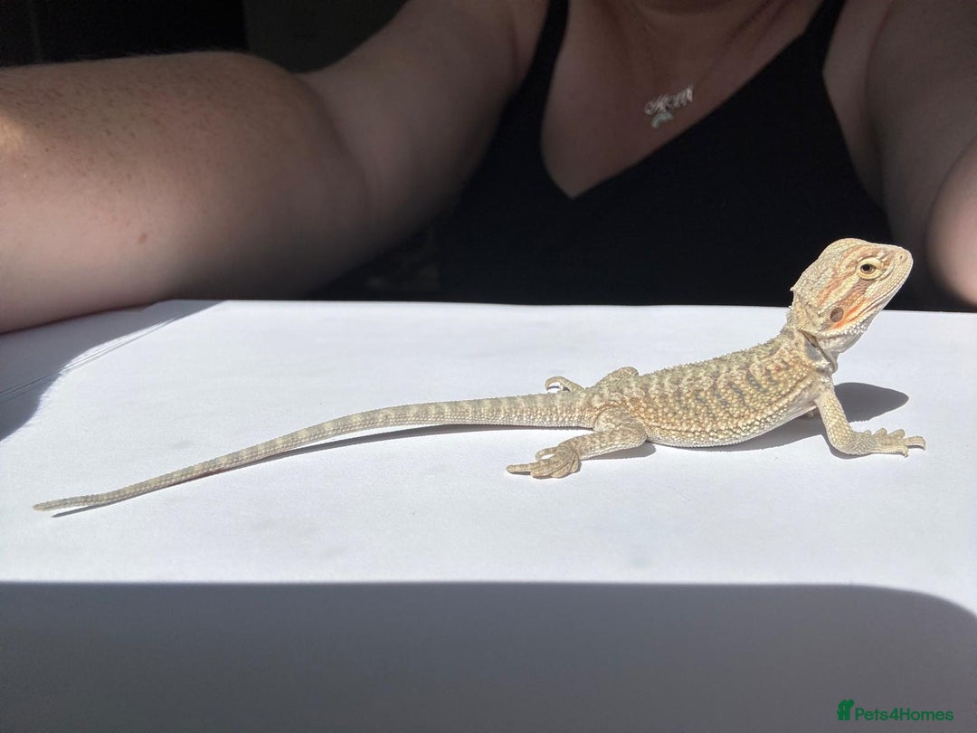 Bearded Dragon reptiles for sale: Baby beardies - Image 25