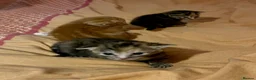 Mixed Breed cats for sale: 3 Adorable kittens available to reserve  - Advert 5