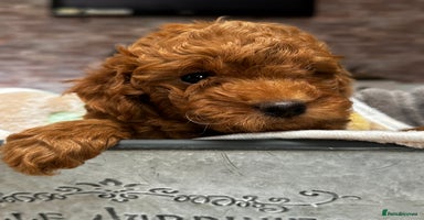 Miniature Poodle dogs - Advert 2
