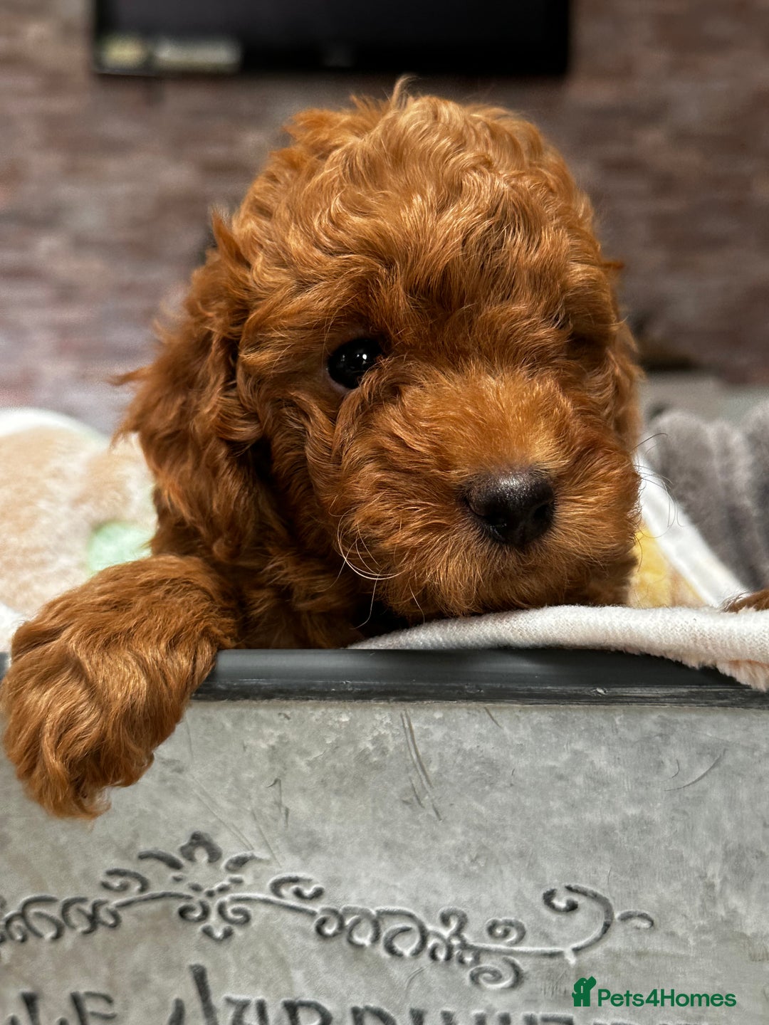 Miniature Poodle dogs for sale: Beautiful litter of Cheeky KC Reg. Mini Poodle's - Image 2