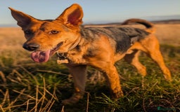 Mixed Breed dogs for adoption: Majestic Charlie  - Advert 5