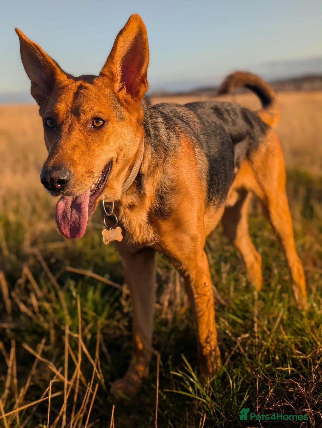 Mixed Breed dogs for adoption: Majestic Charlie  - Advert 5