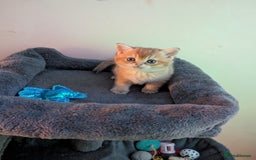 Brazilian Shorthair cats for sale: British black Tippett  - Image 4