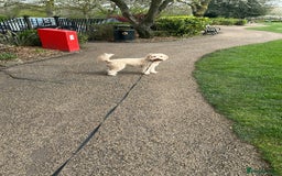 Cockapoo dogs for sale: Loving 5y/o Male Cockapoo - Image 4