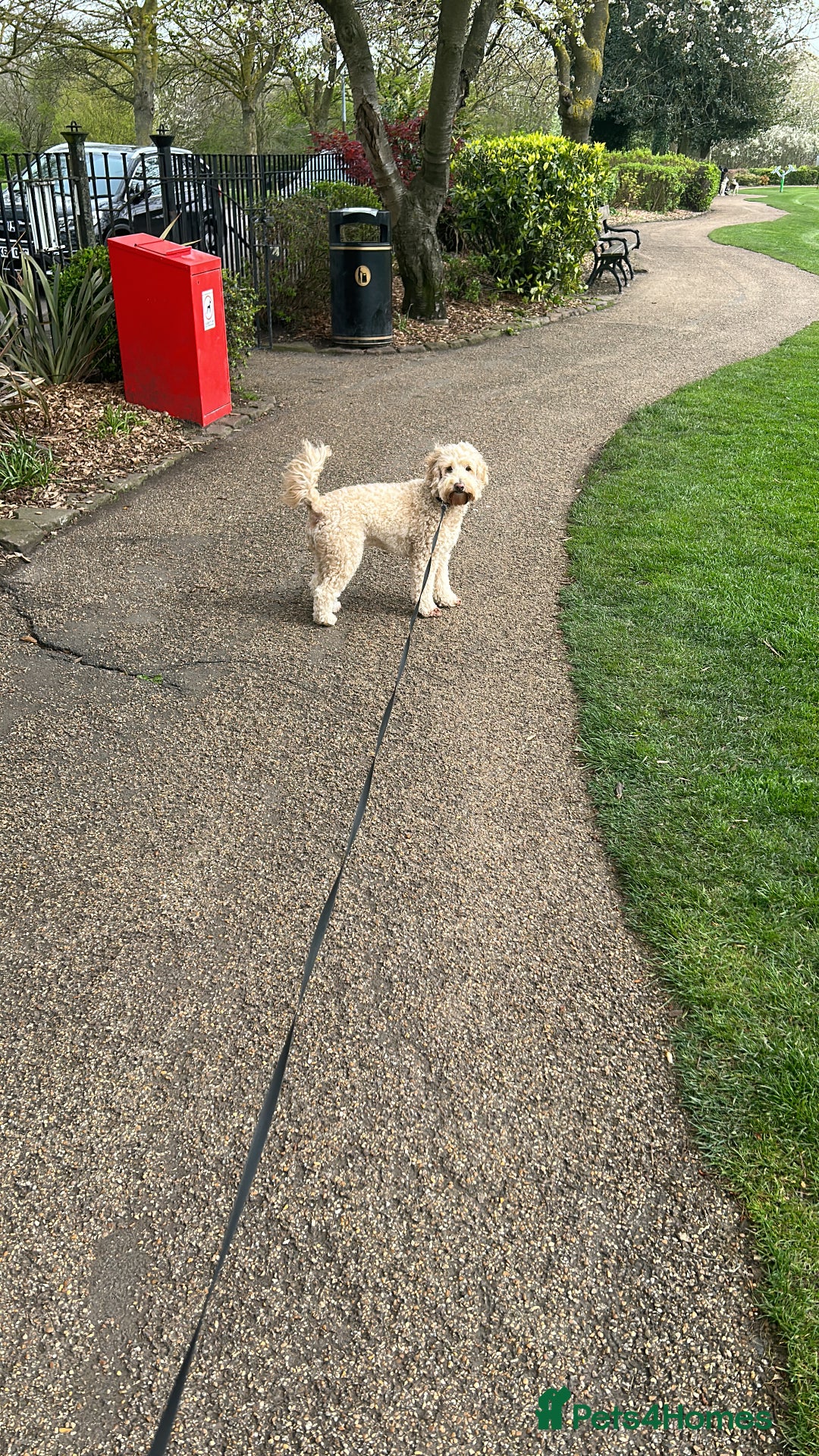 Cockapoo dogs for sale: Loving 5y/o Male Cockapoo - Image 4