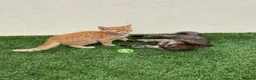 Mixed Breed cats for sale: 2 beautiful kittens looking for their forever home - Advert 9