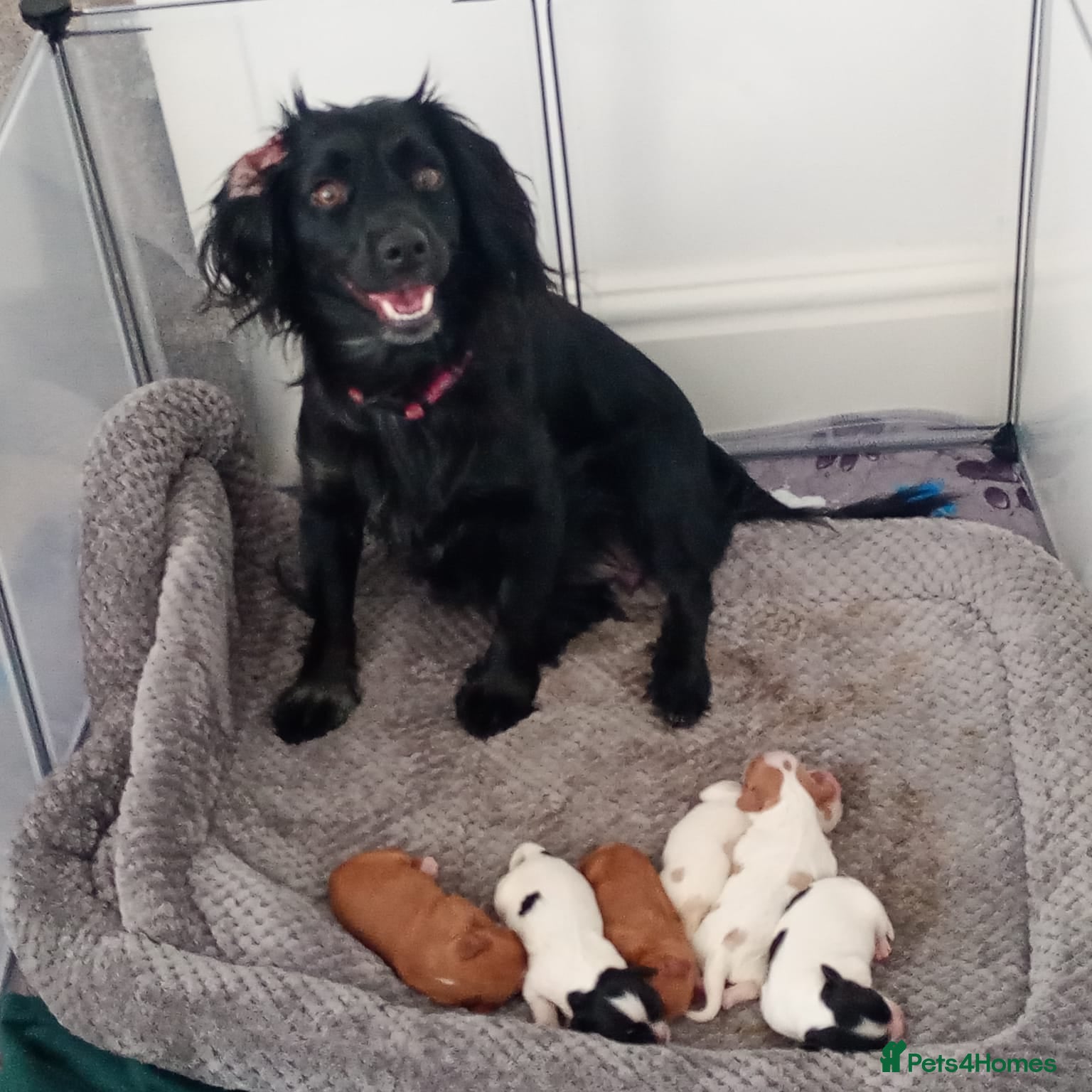 Mixed Breed dogs Cavalier King Charles/Cockapoo - Advert 4
