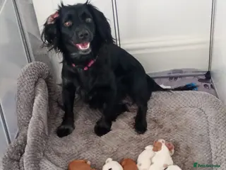 Mixed Breed dogs Cavalier King Charles/Cockapoo - Advert 1