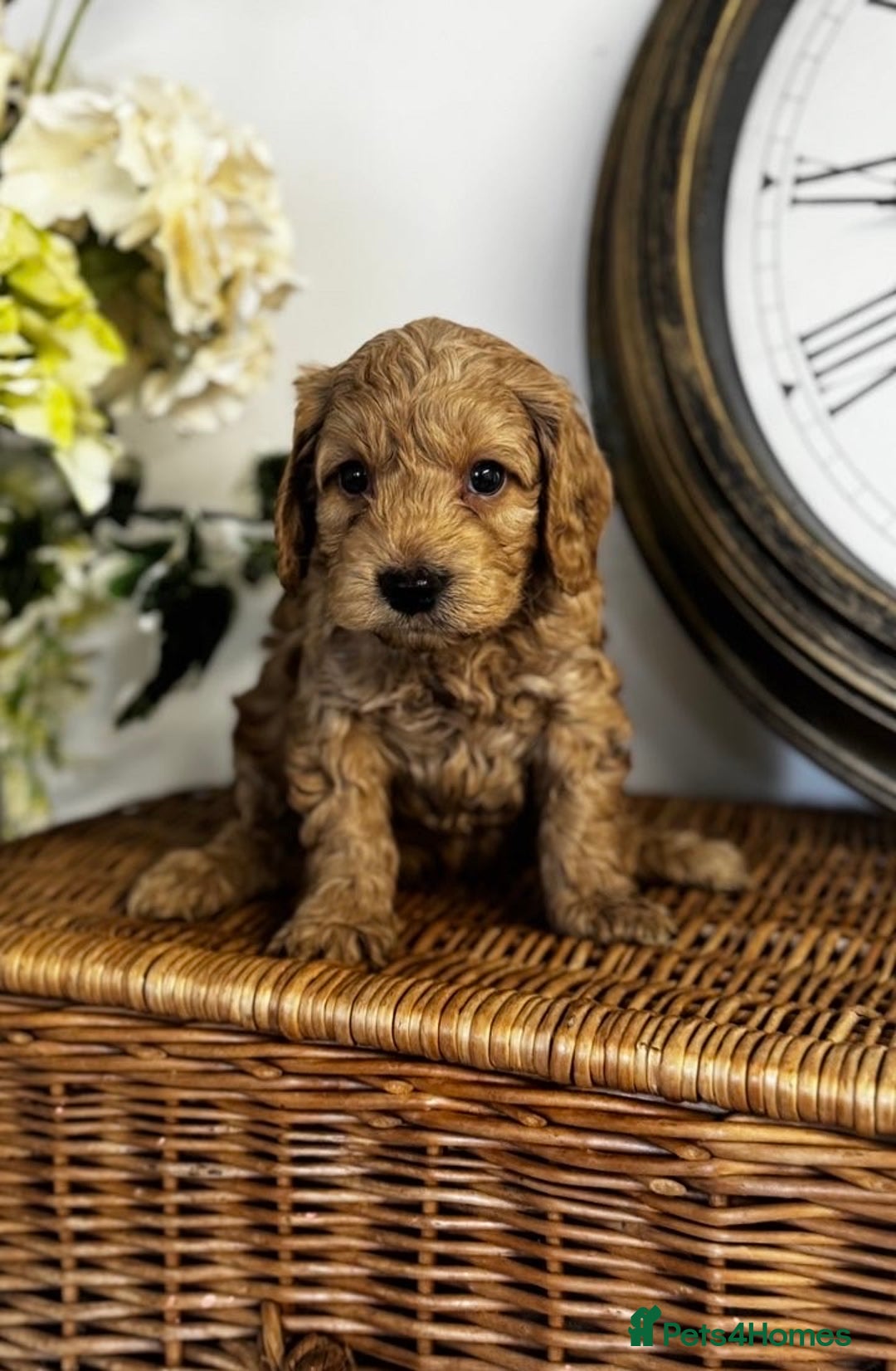 Cavapoo dogs for sale: Stunning F1b mini cavapoos  - Image 1