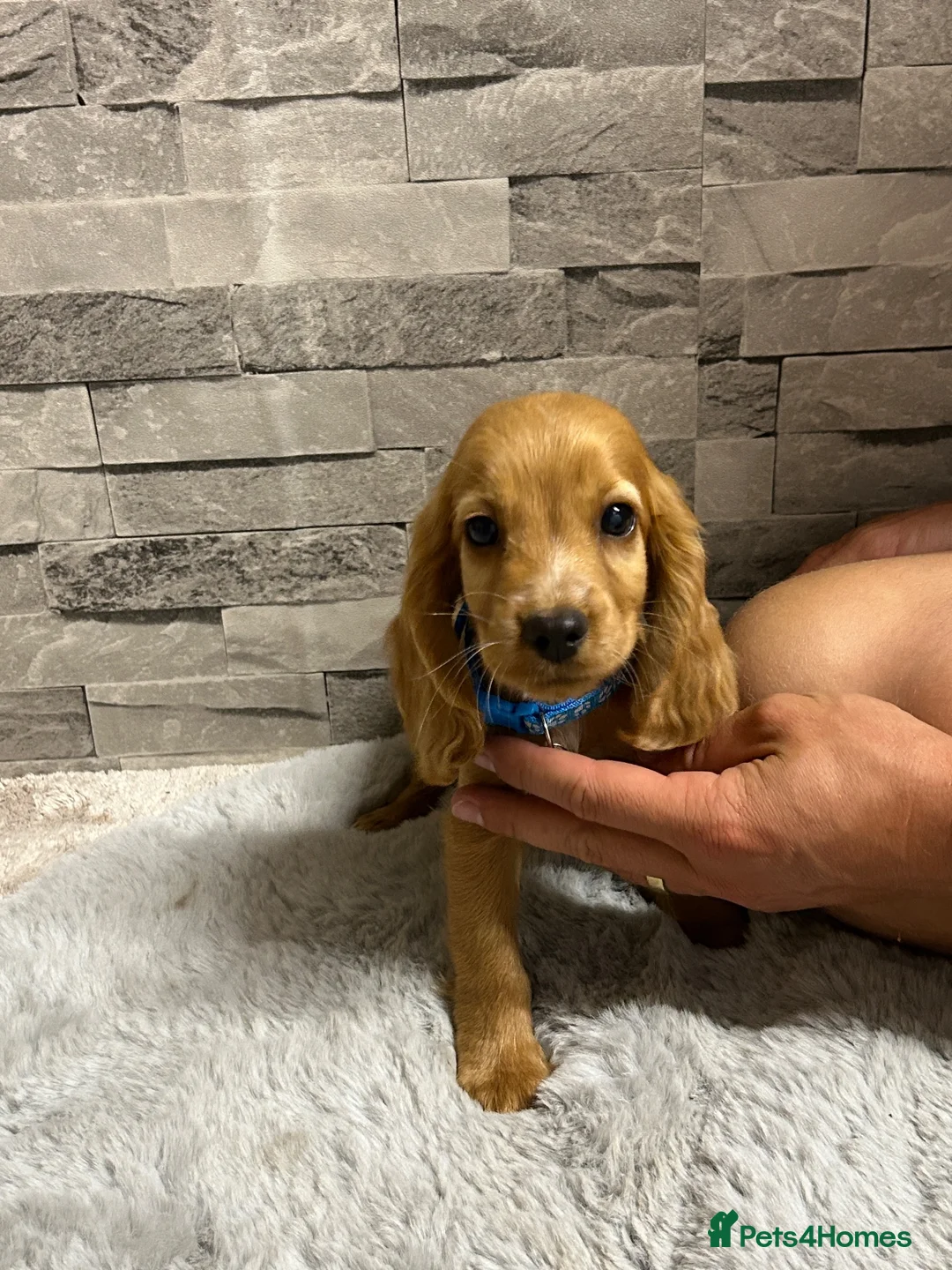 Cocker Spaniel dogs for sale: Show cocker spaniel puppies  - Advert 2