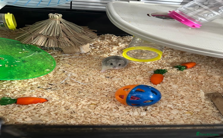 Hamster rodents - Advert 1