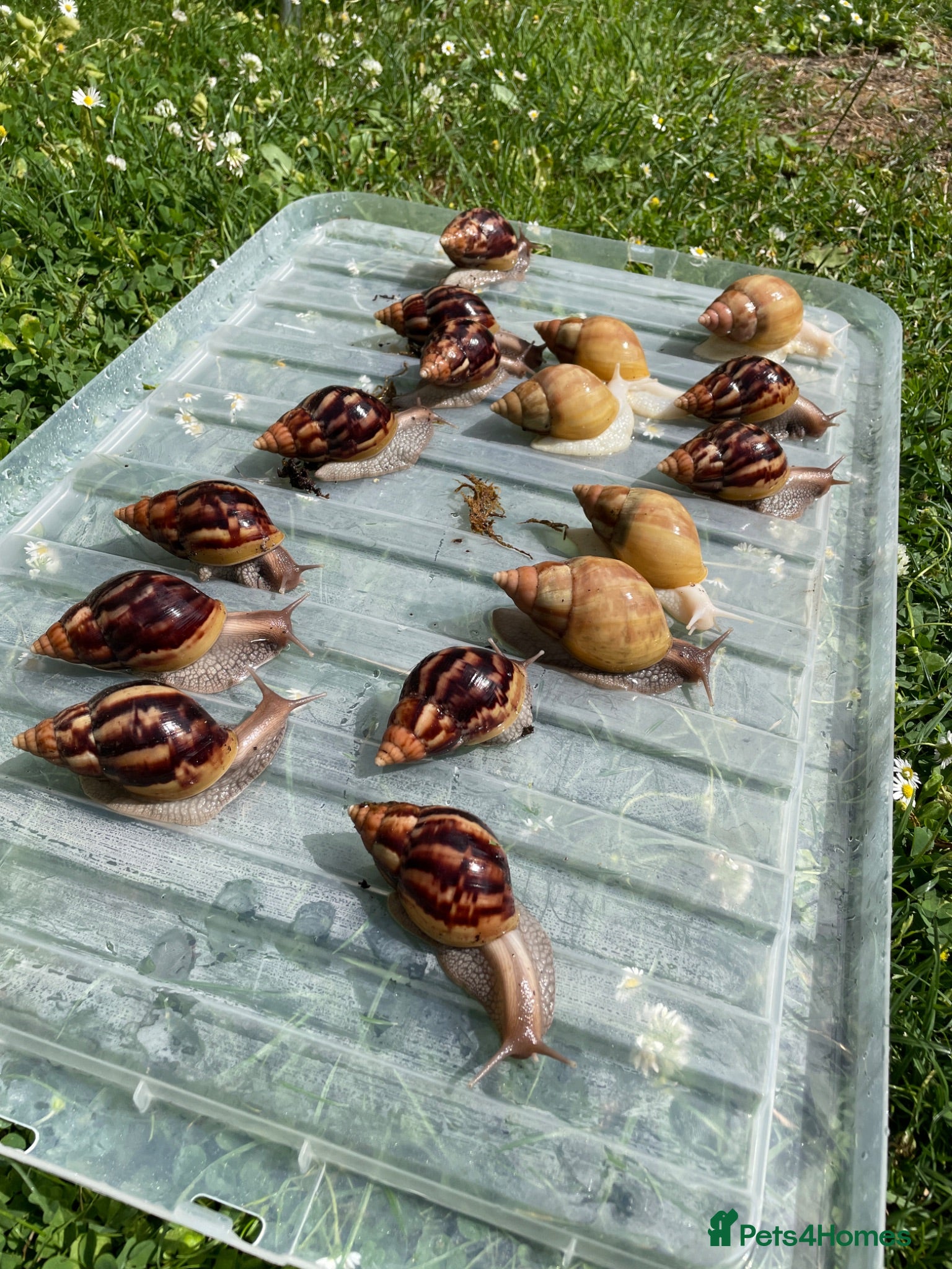 Snails invertebrates Giant African Snails for sale! - Advert 1
