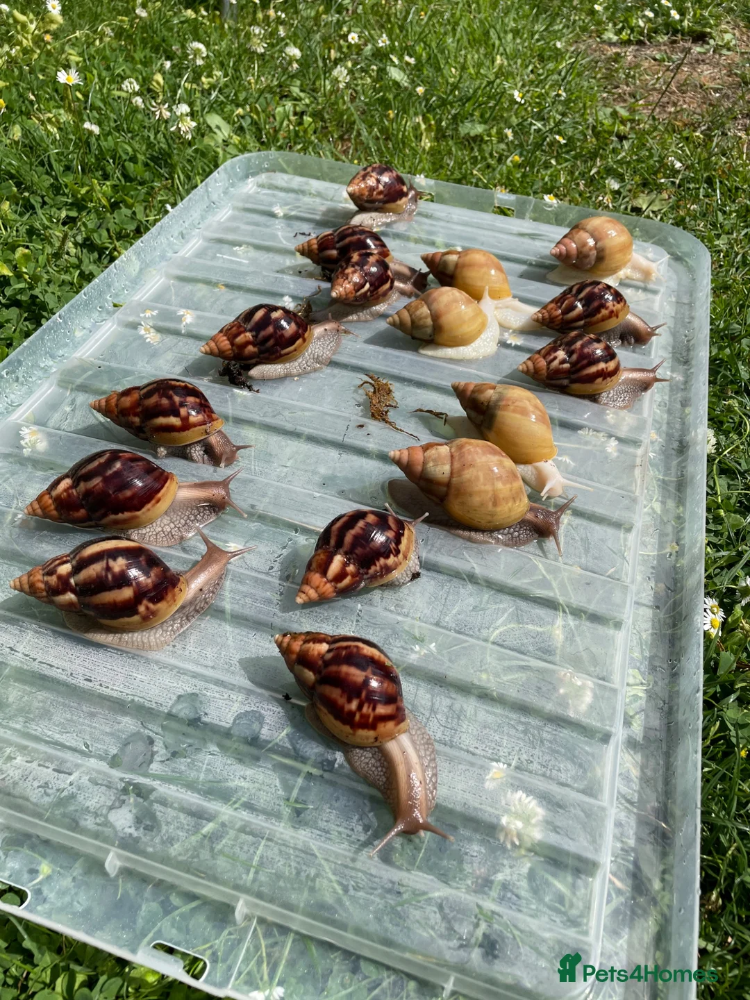 Snails invertebrates for sale: Giant African Snails for sale! - Advert 1