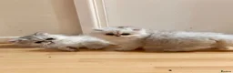 Persian cats for sale: Adorable Silver tipped Persian Boy  in Porthcawl - Advert 12