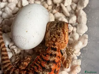 Bearded Dragon reptiles Red Monster x Lemon Baby Bearded Dragons - Advert 1