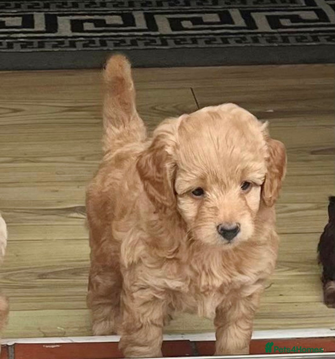 Cockapoo dogs for sale: Stunning cockapoo’s  - Image 17