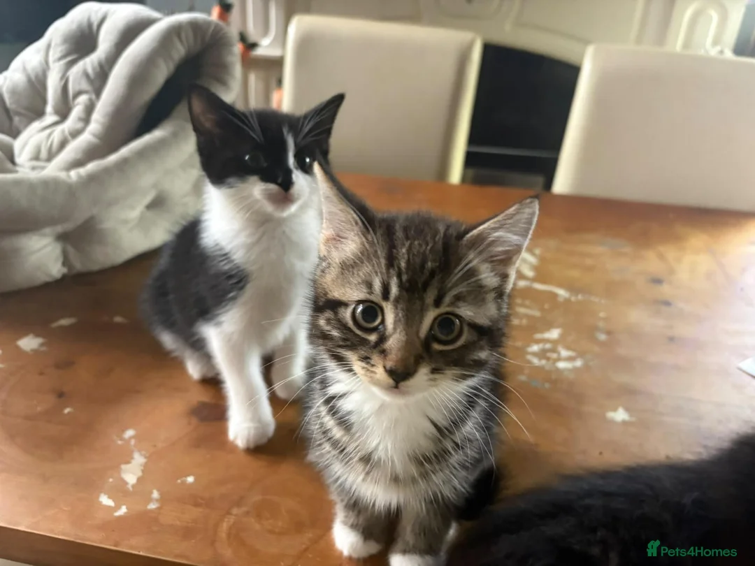 Mixed Breed cats for sale: Kittend - Advert 2
