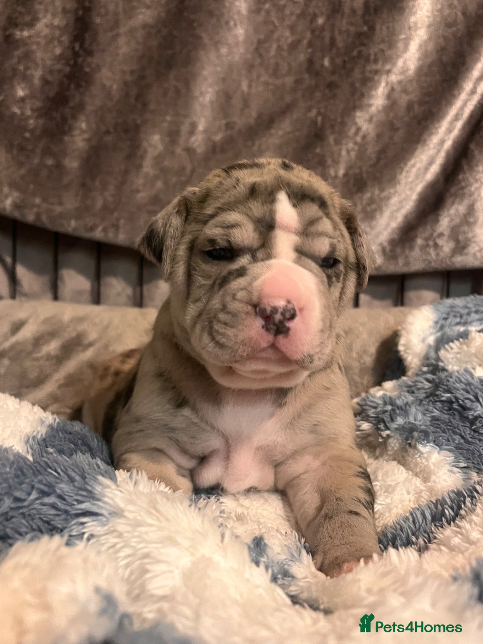 Alapaha Blue Blood Bulldog dogs Alapaha blue blood bulldog - Advert 1