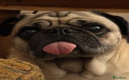 Pug dogs for sale: STOLEN PUG OZZIE  - Image 8