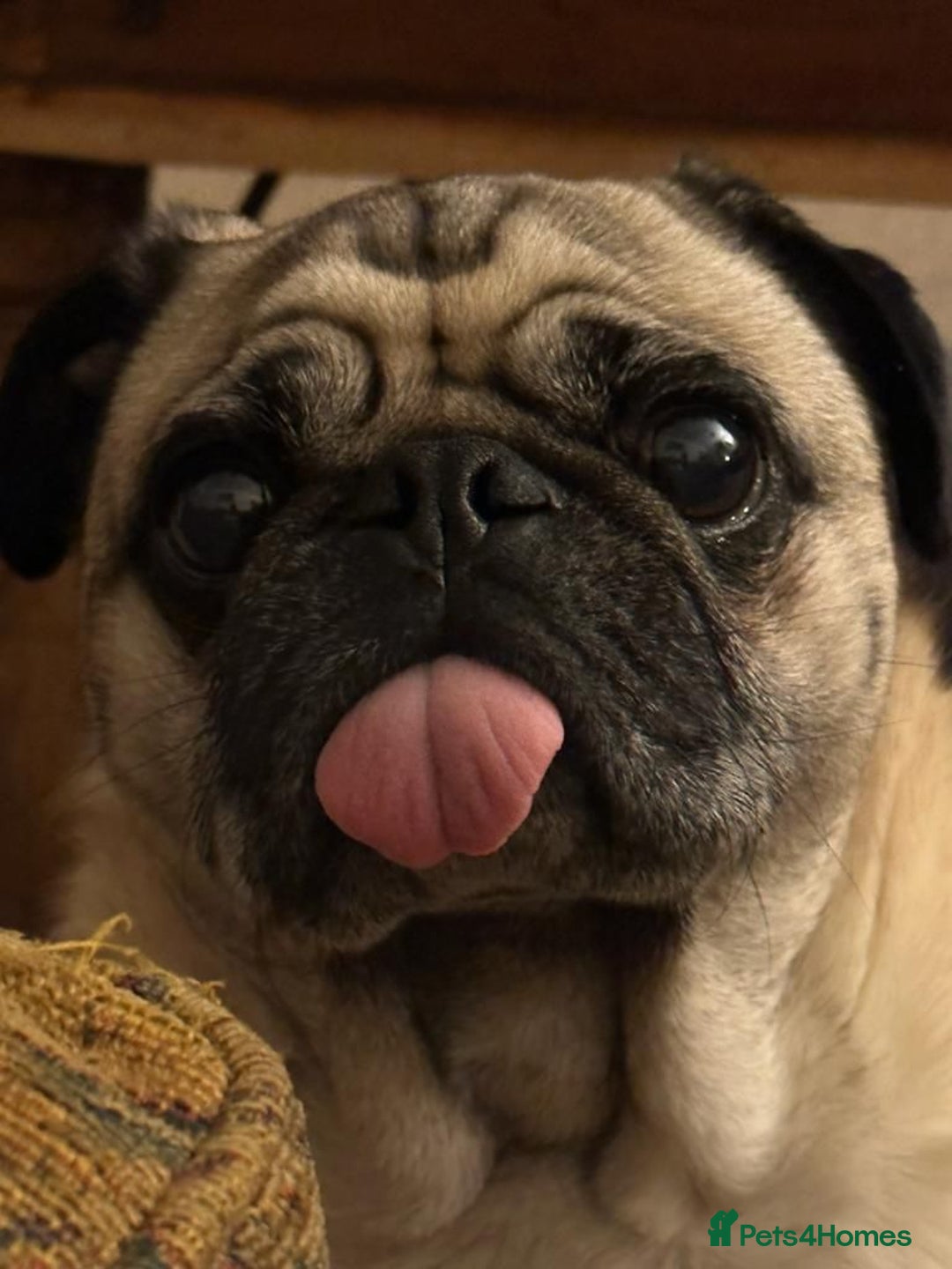 Pug dogs for sale: STOLEN PUG OZZIE  - Image 8