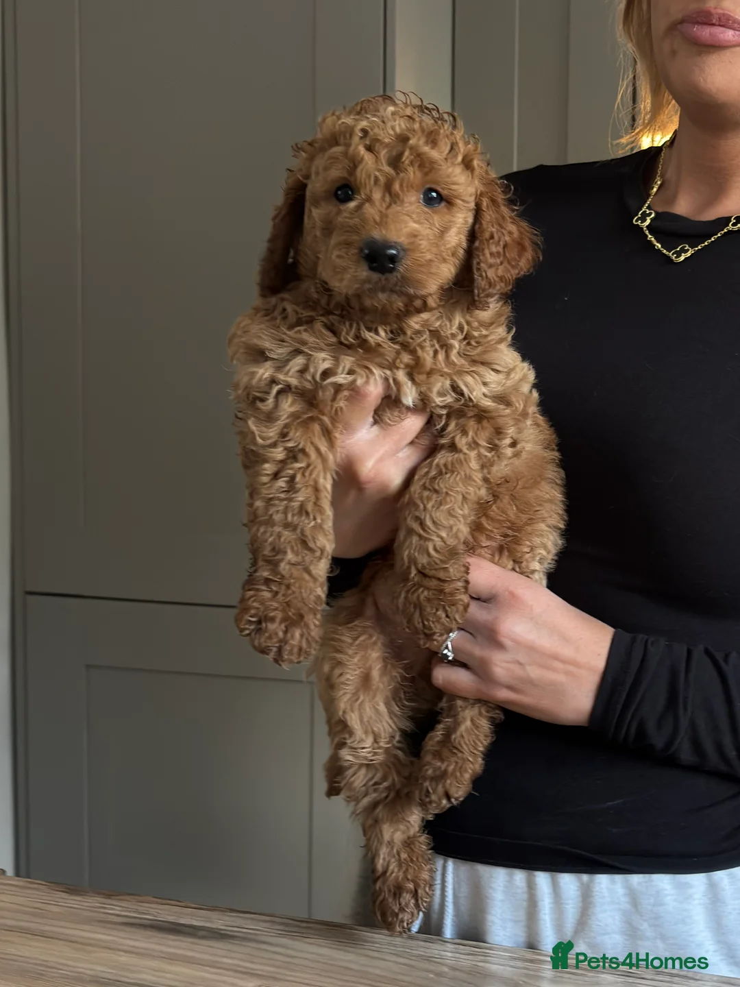 Goldendoodle dogs for sale: Stunning F1B Goldendoodles. Health tested DNA - Advert 31