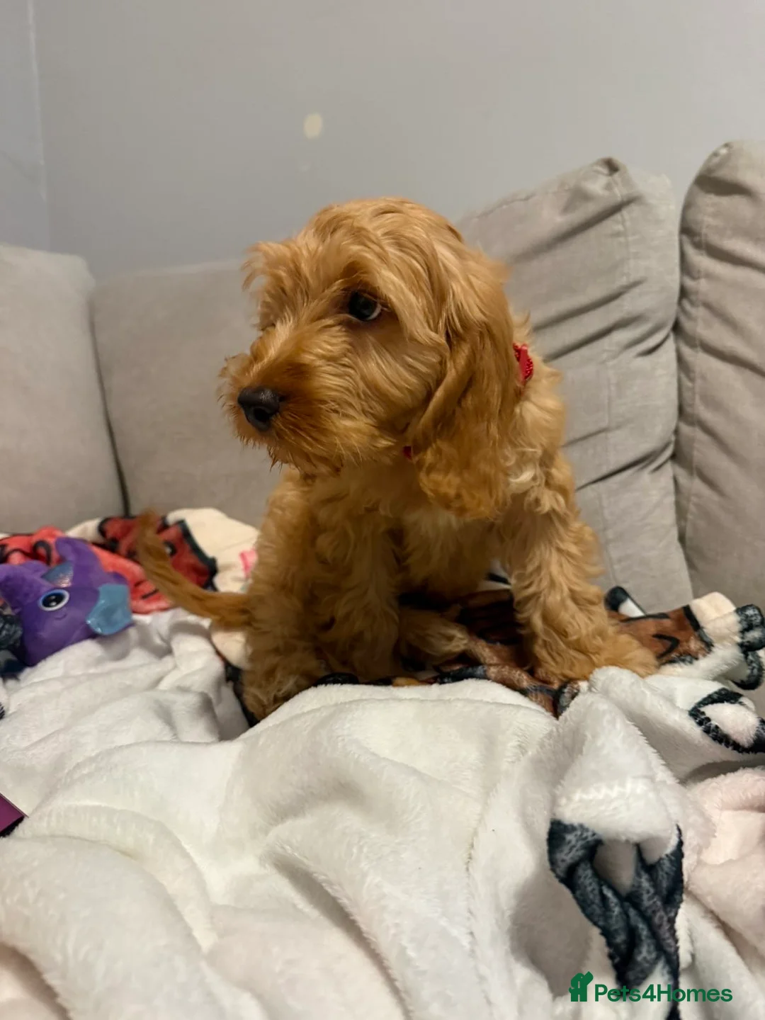 Cockapoo dogs for sale: Cockapoo puppy  - Advert 4