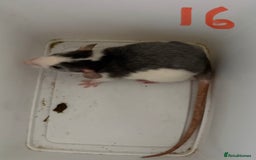 Rat rodents for sale: Mixed baby rats  - Image 16