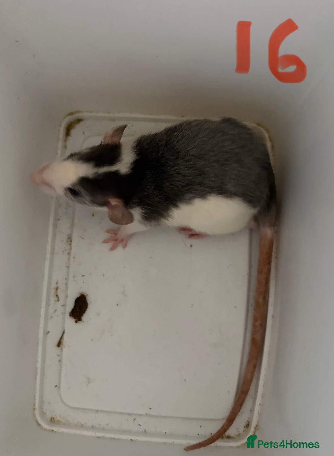 Rat rodents for sale: Mixed baby rats  - Image 16