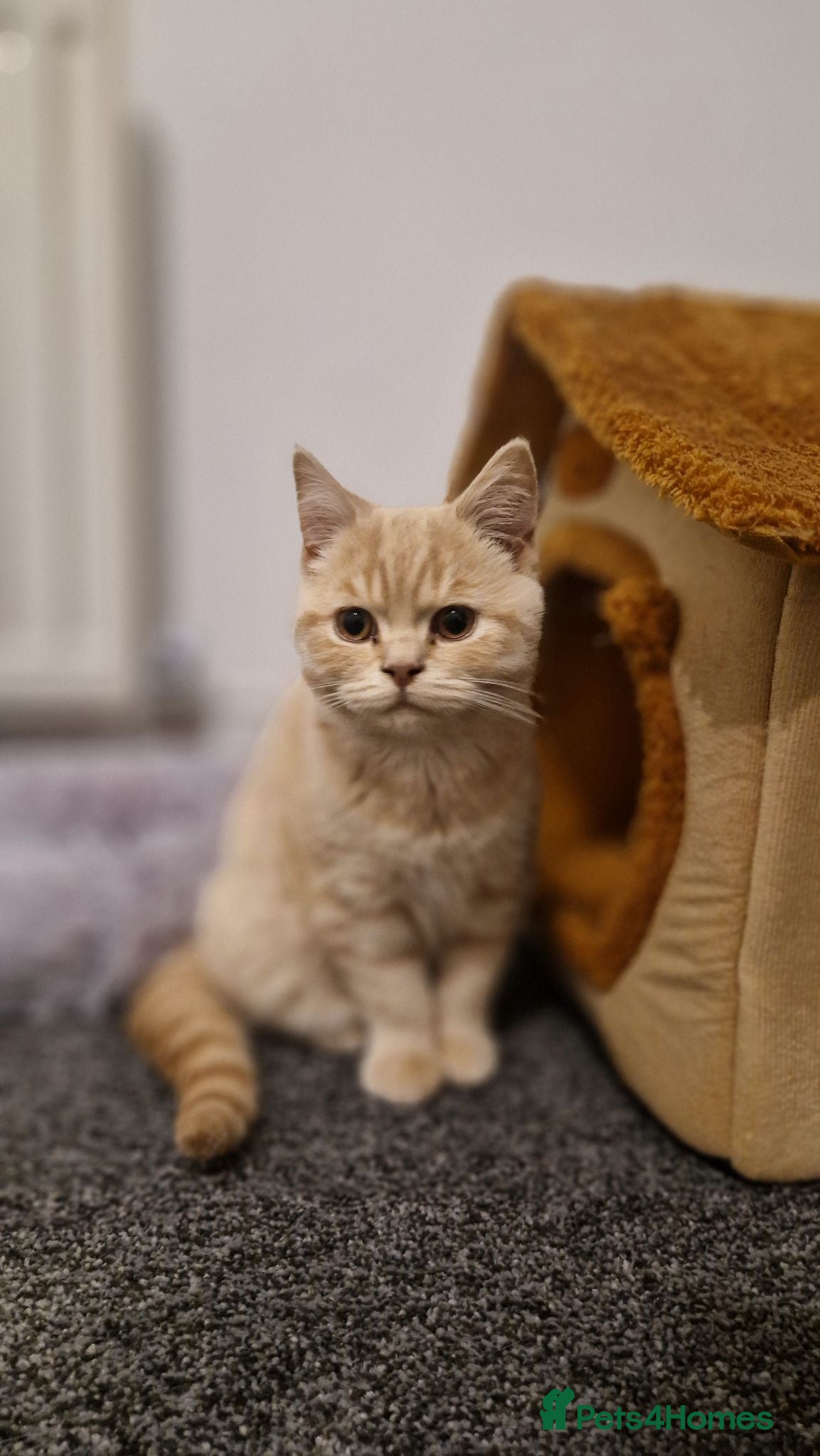 British Shorthair cats British Shorthair cream boy - Advert 1