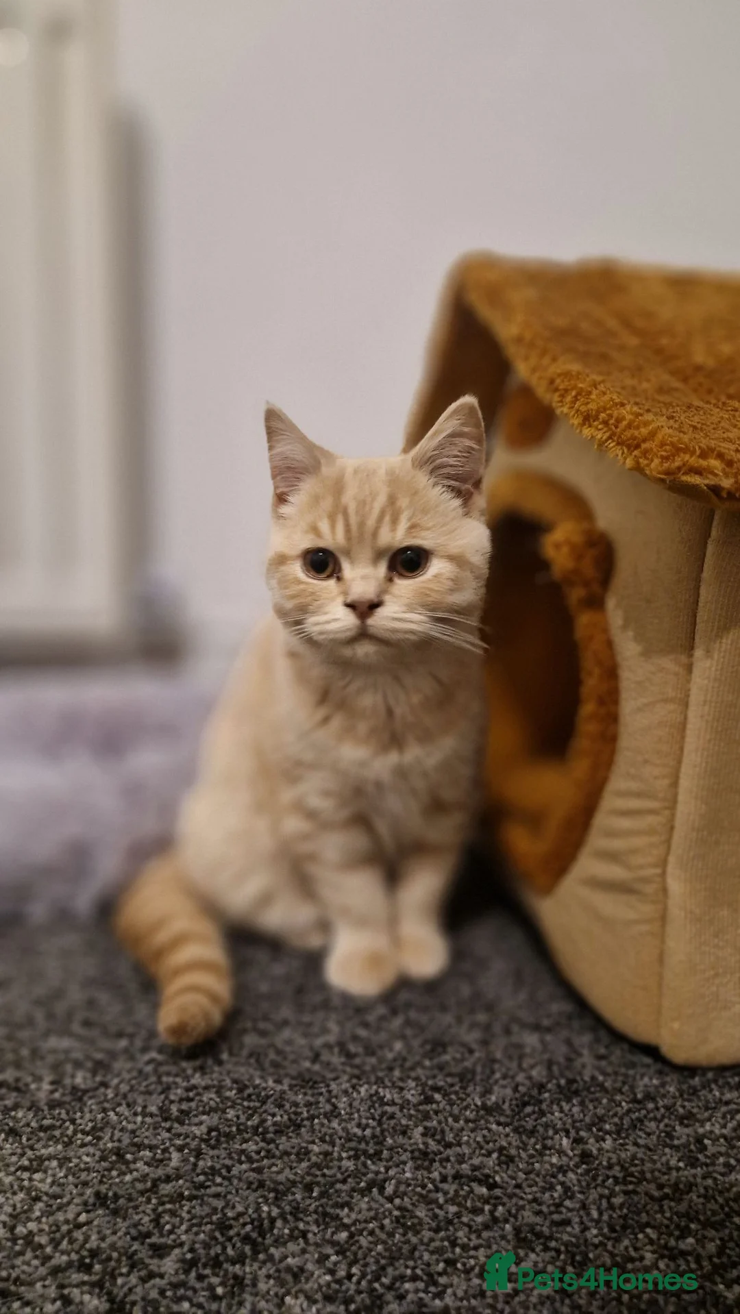 British Shorthair cats for sale: British Shorthair cream boy - Advert 1
