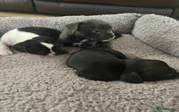 Mixed Breed dogs for sale: American French bulldog  - Image 9