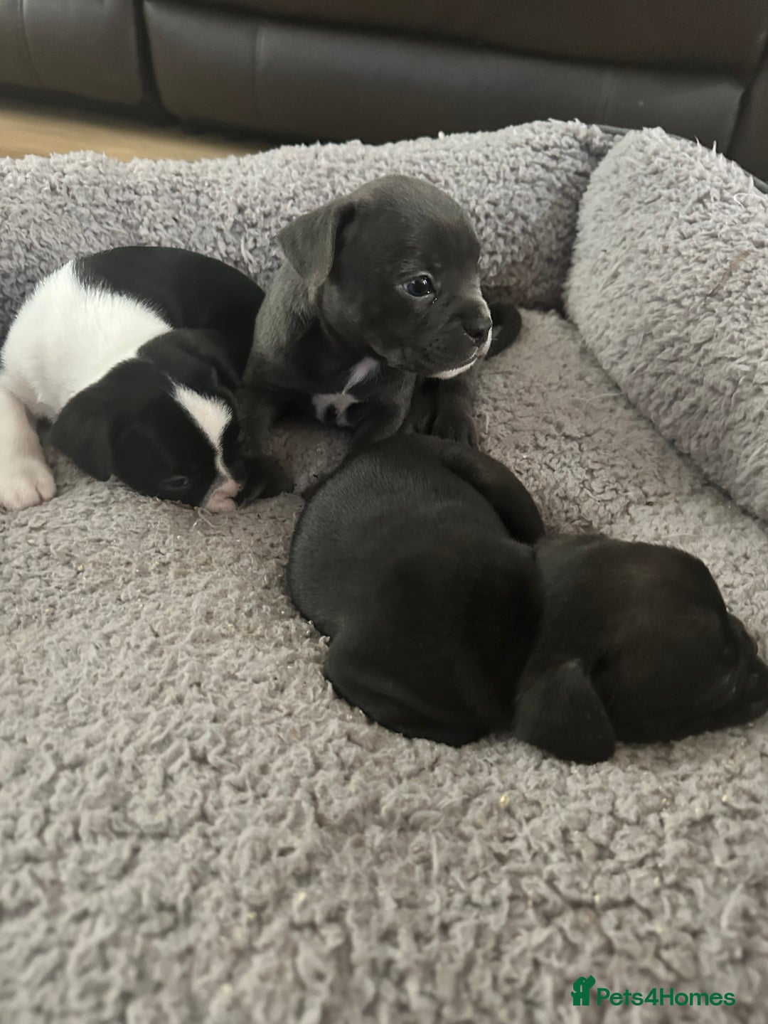 Mixed Breed dogs for sale: American French bulldog  - Image 9