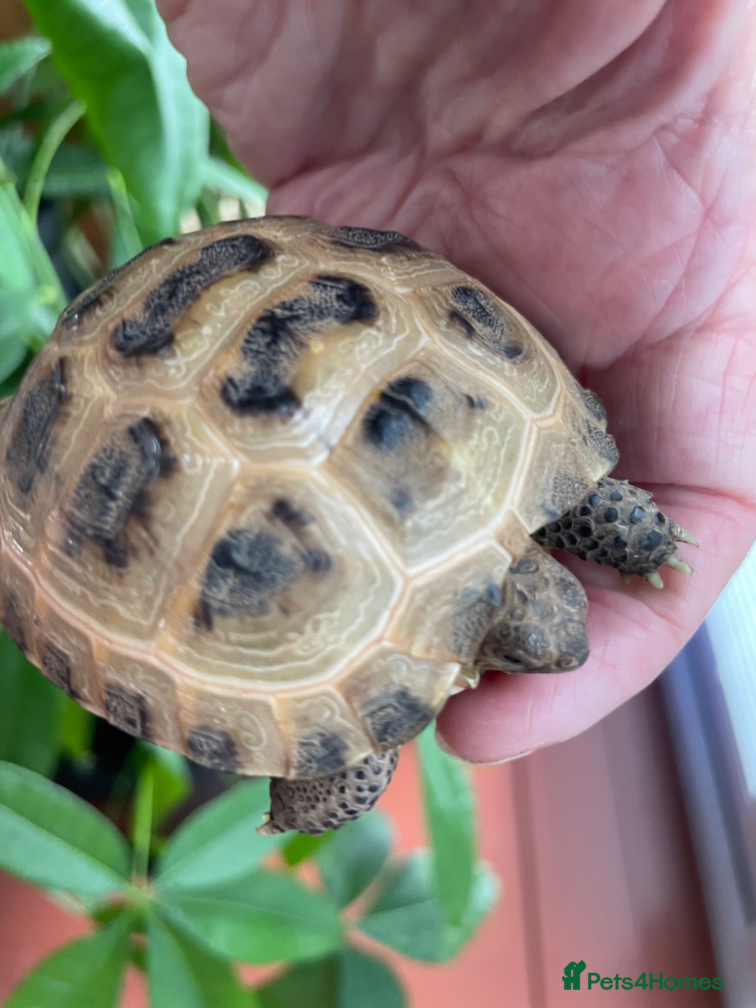Tortoise reptiles Baby tortoise 1 year old - Advert 18