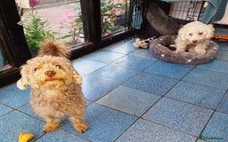 Yorkiepoo dogs for adoption: M.&K. - two inseparable friends for a Loving Home - Image 2