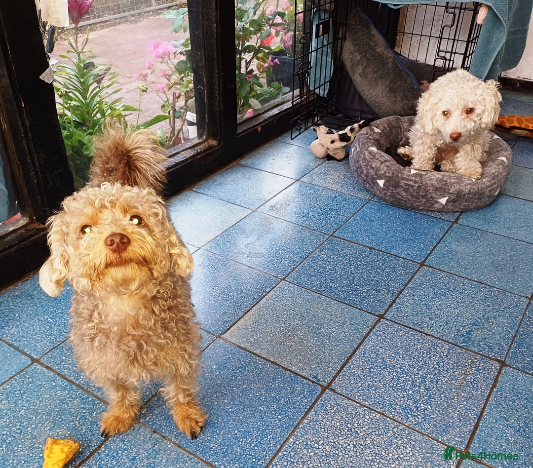 Yorkiepoo dogs for adoption: M.&K. - two inseparable friends for a Loving Home - Image 2