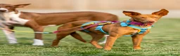 Ibizan Hound dogs for adoption: Cris - sweet female Podenco  in Ware - Advert 13
