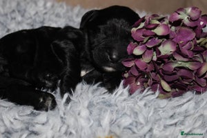 Goldendoodle dogs F1 Goldendoodle black Puppies - Advert 3