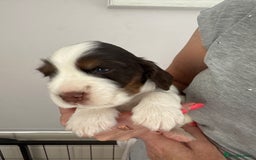Cocker Spaniel dogs for sale: KC reg Cocker Spaniel Puppies, council licensed  - Image 11