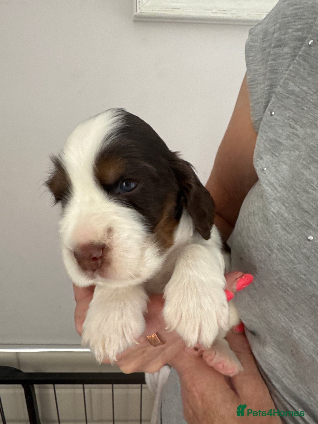 Cocker Spaniel dogs for sale: KC reg Cocker Spaniel Puppies, council licensed  - Image 11