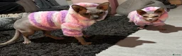 Sphynx cats for sale: Piggy & Cruella 3 year old bonded Sphynx cats  in Chesterfield - Advert 7