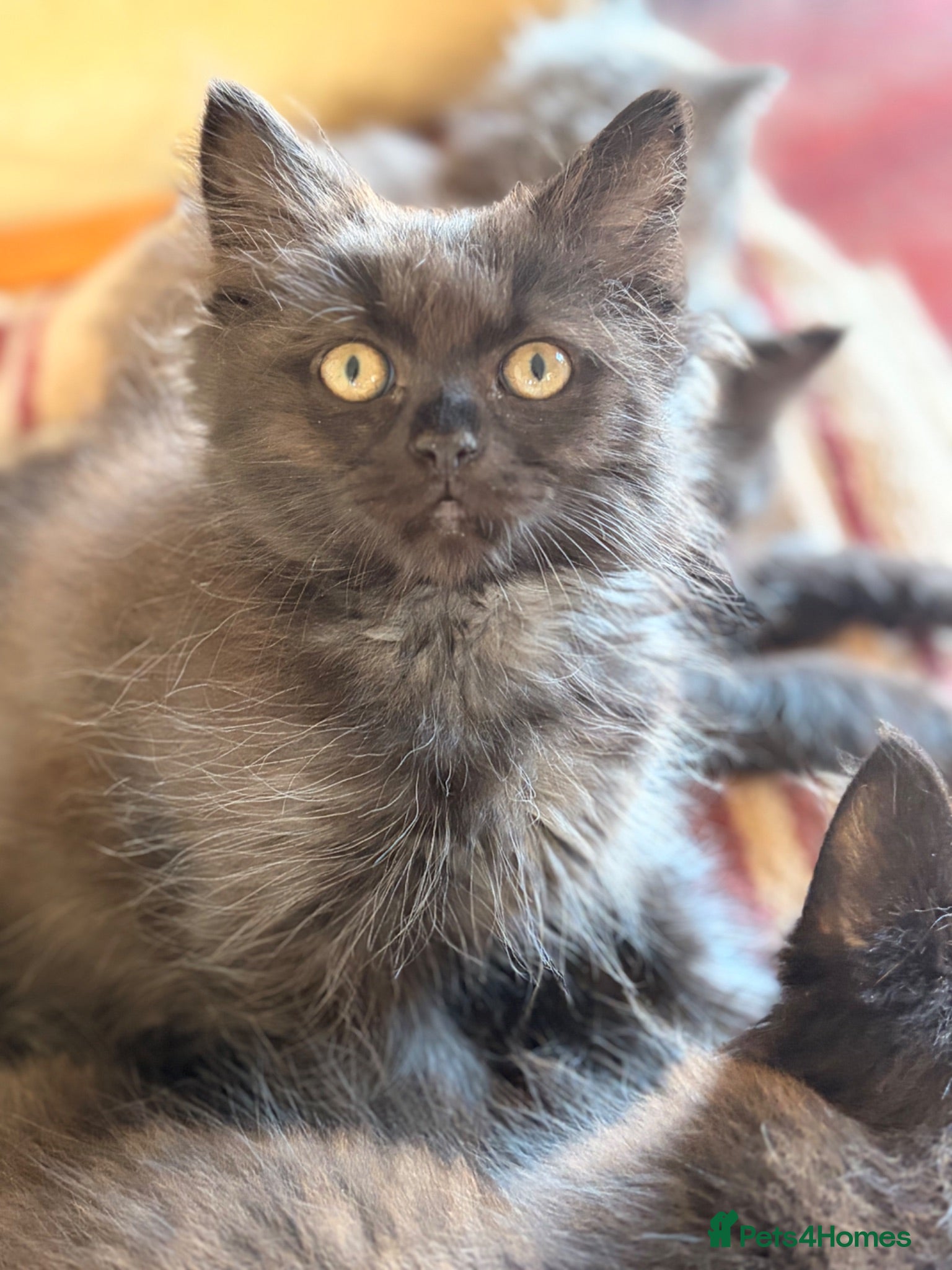 British Longhair cats Gorgeous British Long Hair X Ragdoll kittens  - Advert 1
