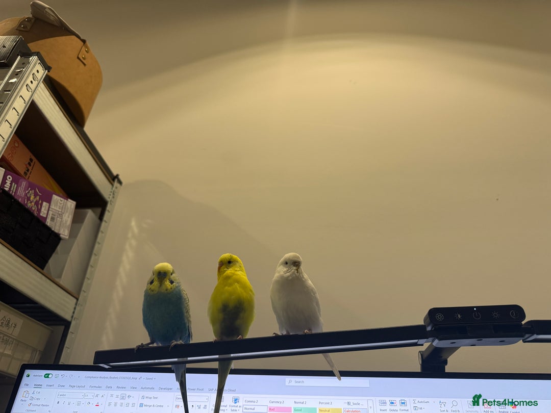Budgerigars birds for sale: A couple burgies - Full Setup Included | £120 - Advert 6