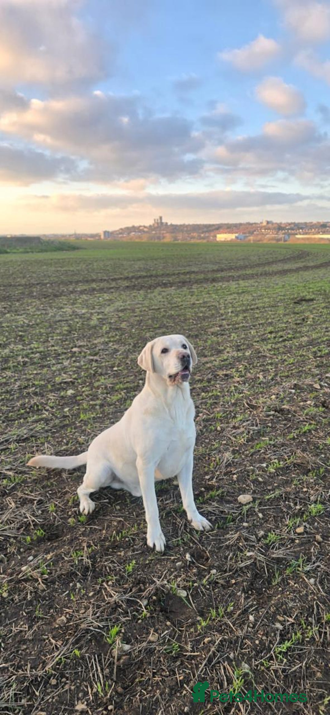 Labrador Retriever dogs for stud: Proven White Labrador Retriever,Available for Stud - Advert 2