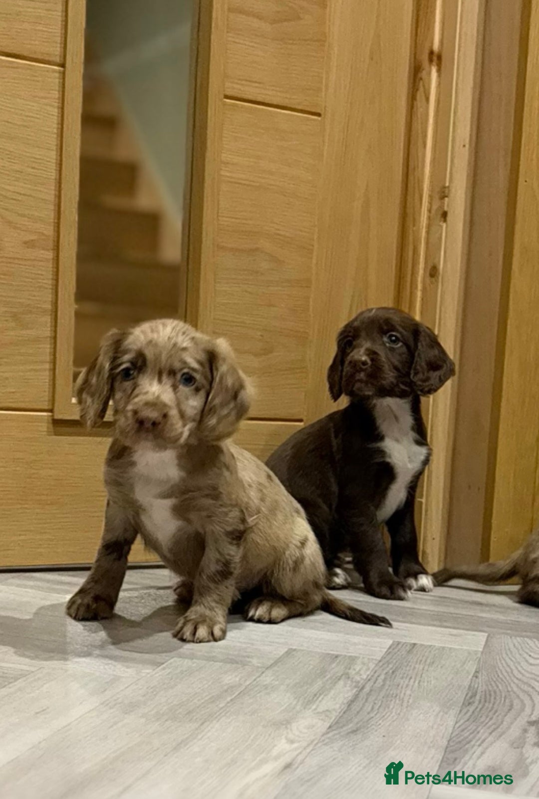 Cocker Spaniel dogs for sale: 🐶 KC Registered Cocker Spaniel Pups 🐶  - Advert 9